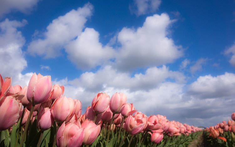 небо, цветы, облака, природа, весна, тюльпаны, the sky, flowers, clouds, nature, spring, tulips