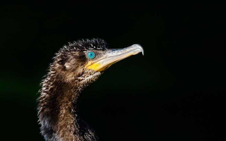 птица, клюв, черный фон, баклан, phalacrocorax brasilianus, bigua, bird, beak, black background, cormorant