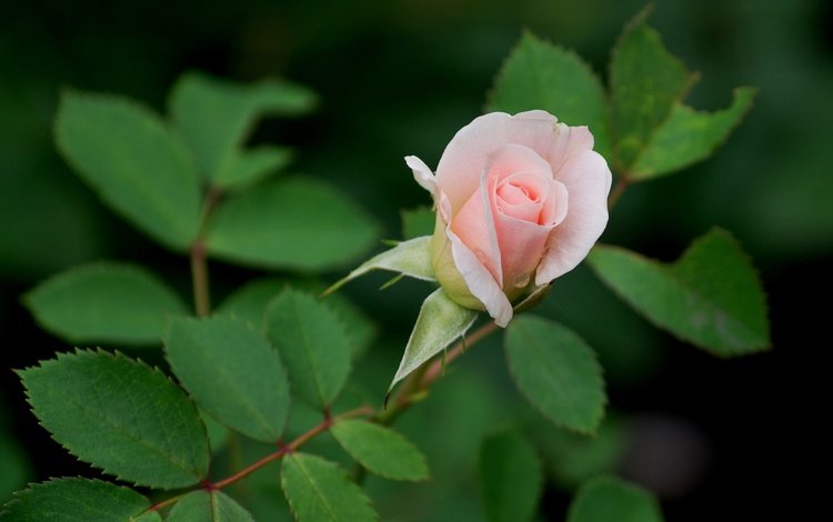 листья, цветок, роза, бутон, розовый, leaves, flower, rose, bud, pink