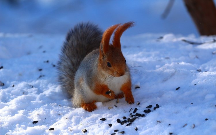 снег, грызун, зима, ушки, животное, белка, хвост, семечки, белочка, snow, rodent, winter, ears, animal, protein, tail, seeds, squirrel