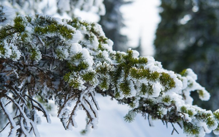 снег, природа, хвоя, зима, ветви, ели, snow, nature, needles, winter, branch, ate