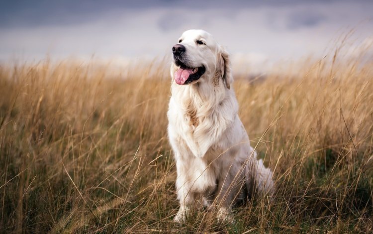 взгляд, собака, друг, язык, золотистый ретривер, сухая трава, look, dog, each, language, golden retriever, dry grass