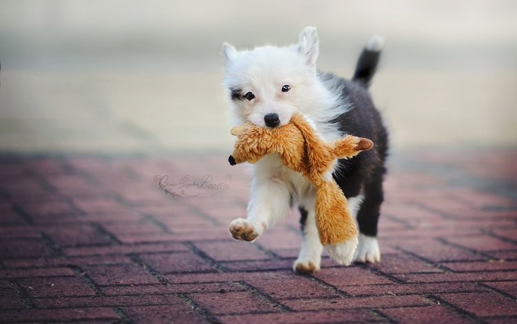собака, игрушка, улица, щенок, бордер-колли, dog, toy, street, puppy, the border collie