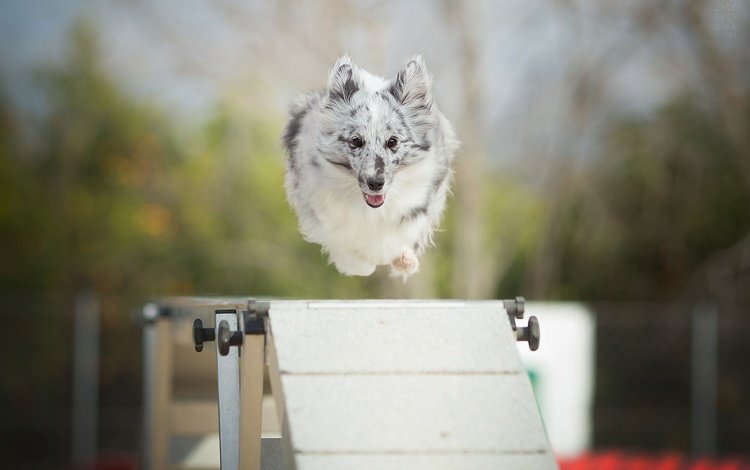 собака, прыжок, alicja zmysłowska, барьер, dog, jump, barrier