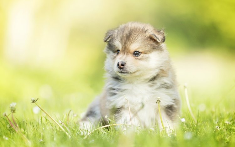 собака, щенок, одуванчики, малыш, боке, финский лаппхунд, dog, puppy, dandelions, baby, bokeh, finnish lapphund