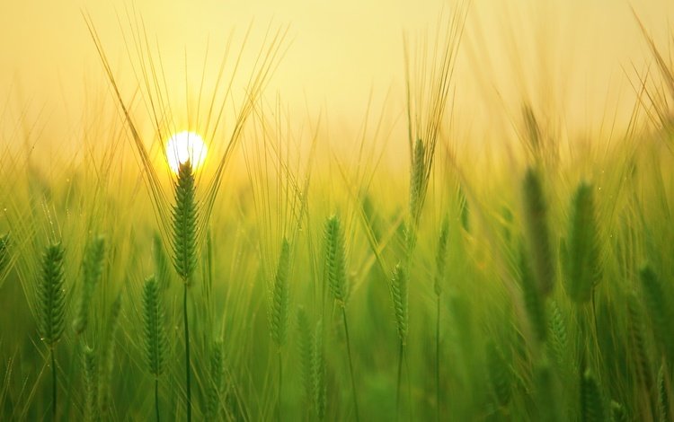 солнце, природа, фон, поле, колосья, пшеница, the sun, nature, background, field, ears, wheat