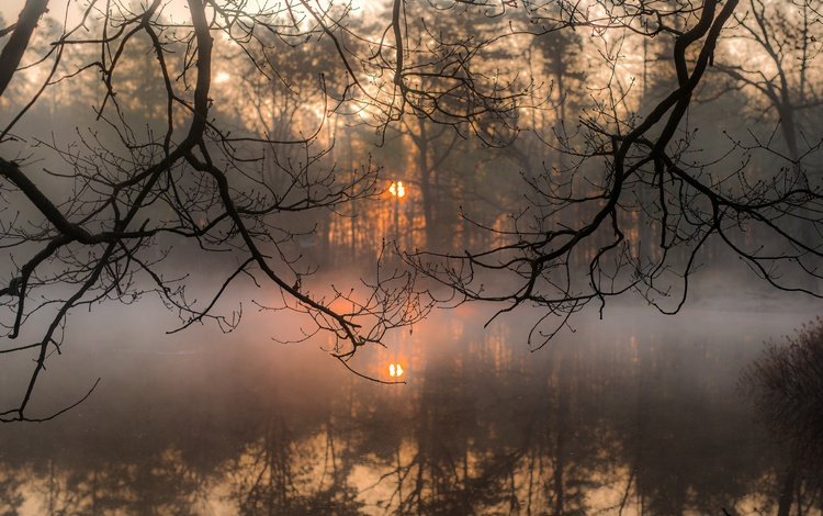 деревья, вода, солнце, отражение, утро, туман, ветки, trees, water, the sun, reflection, morning, fog, branches
