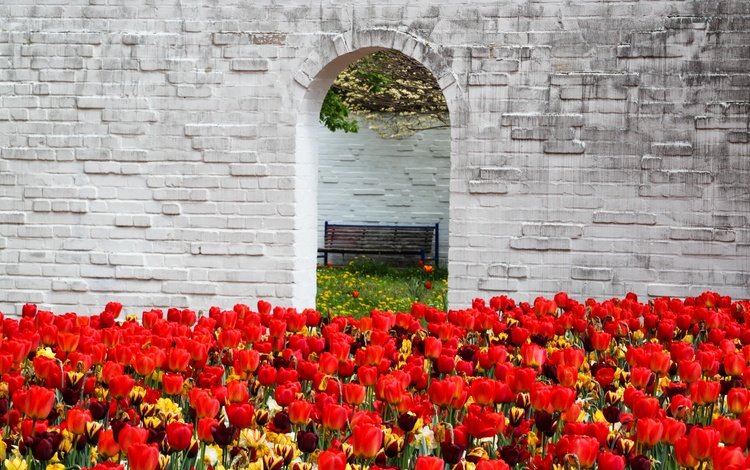 цветы, стена, красные, весна, скамейка, тюльпаны, арка, flowers, wall, red, spring, bench, tulips, arch