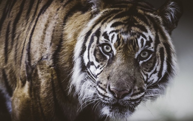 тигр, морда, портрет, взгляд, дикая кошка, tiger, face, portrait, look, wild cat