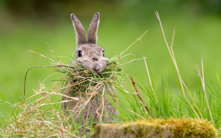 трава, природа, фон, кролик, заяц, nesting rabbit, grass, nature, background, rabbit, hare