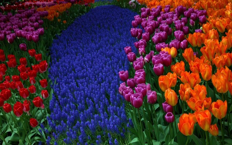 цветы, весна, тюльпаны, гиацинты, мускари, flowers, spring, tulips, hyacinths, muscari