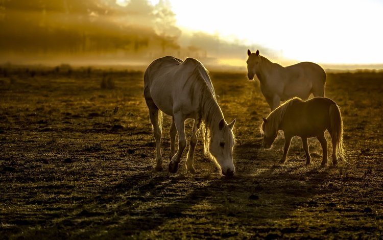 утро, туман, поле, лошади, кони, грива, копыта, morning, fog, field, horse, horses, mane, hooves