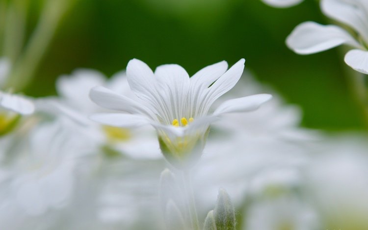 цветы, весна, боке, белый цветок, flowers, spring, bokeh, white flower
