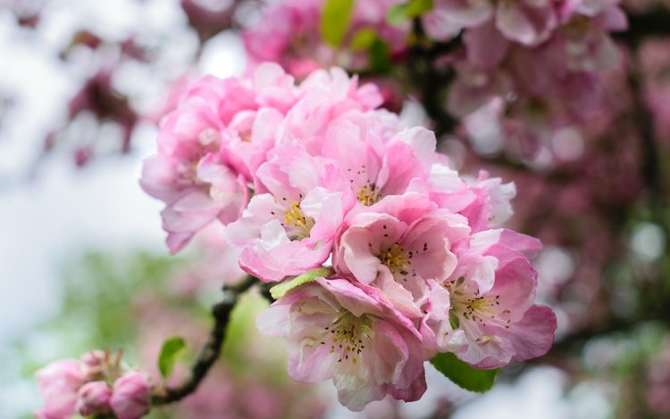 ветка, цветение, весна, розовые, сакура, branch, flowering, spring, pink, sakura