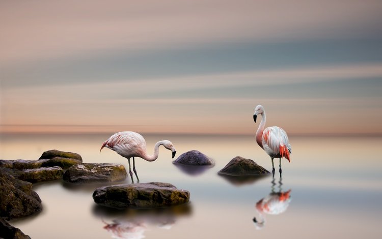 вода, камни, отражение, фламинго, птицы, пара, water, stones, reflection, flamingo, birds, pair