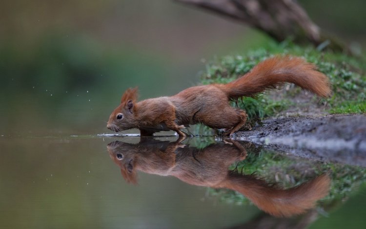 вода, отражение, рыжая, белка, хвост, белочка, грызун, water, reflection, red, protein, tail, squirrel, rodent