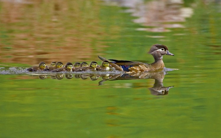 вода, природа, птицы, утята, утки, утка, каролинская утка, water, nature, birds, ducklings, duck, wood duck