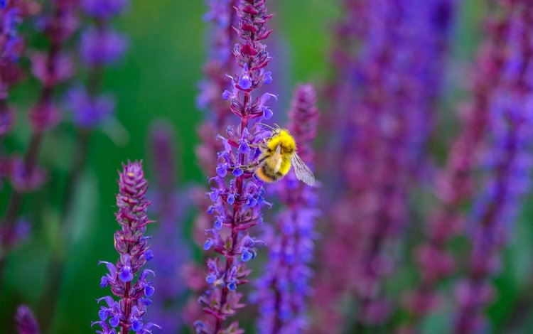 цветы, насекомое, пчела, шалфей, jazzmatica, flowers, insect, bee, sage