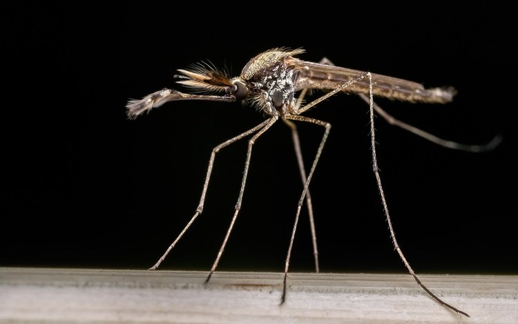 насекомое, фон, комар, москит, aedes albifasciatus, insect, background, the mosquito, mosquito