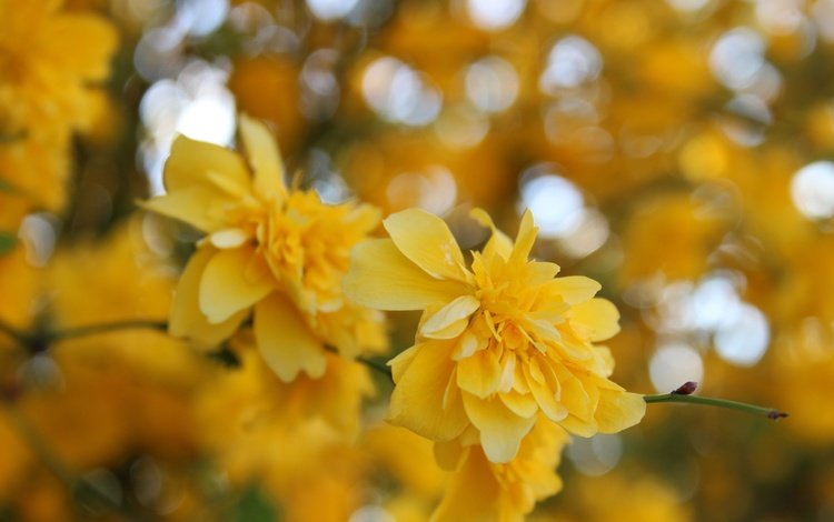 цветы, желтый, макро, весна, куст, жёлтая, керрия, flowers, yellow, macro, spring, bush, kerry