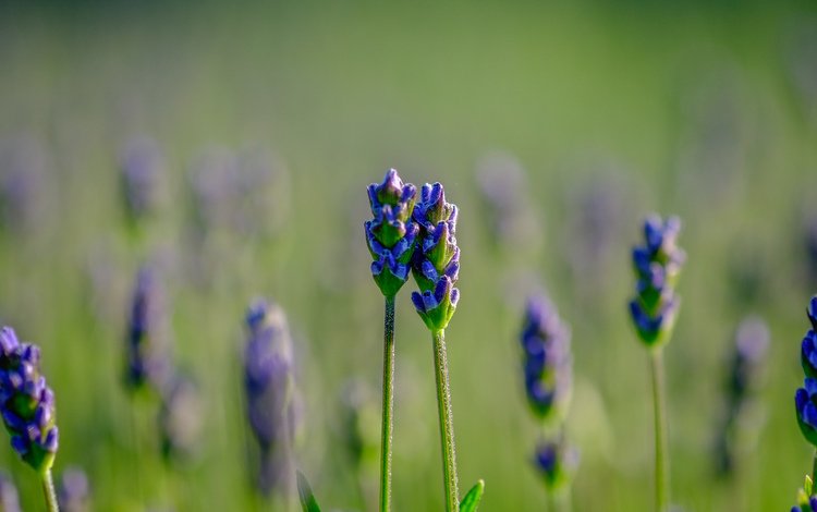 цветы, природа, фон, поле, лаванда, размытость, jazzmatica, flowers, nature, background, field, lavender, blur
