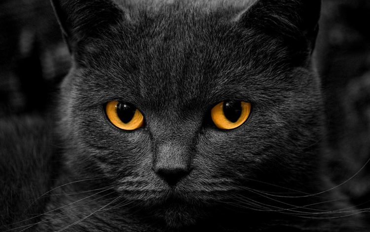 глаза, фон, кот, усы, кошка, взгляд, дымчатый кот, eyes, background, cat, mustache, look, smokey cat