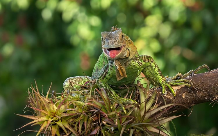 ящерица, зеленая, игуана, lizard, green, iguana