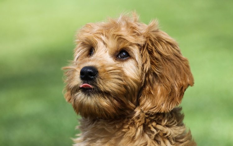 глаза, мордочка, взгляд, собака, язык, йоркширский терьер, eyes, muzzle, look, dog, language, yorkshire terrier