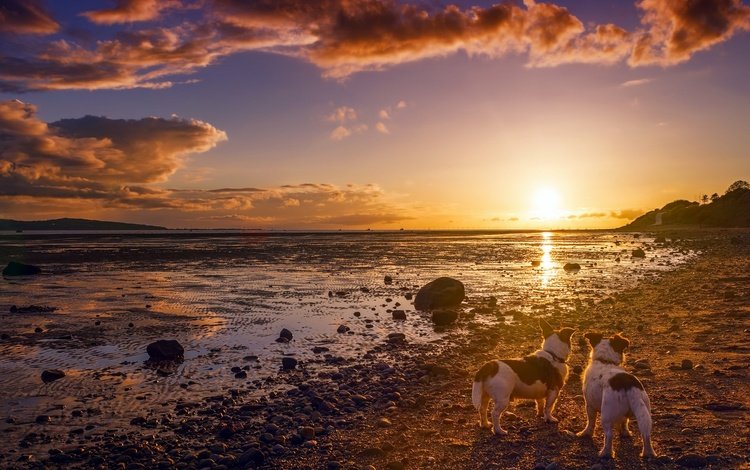 небо, природа, берег, закат, друзья, собаки, солнечный свет, the sky, nature, shore, sunset, friends, dogs, sunlight