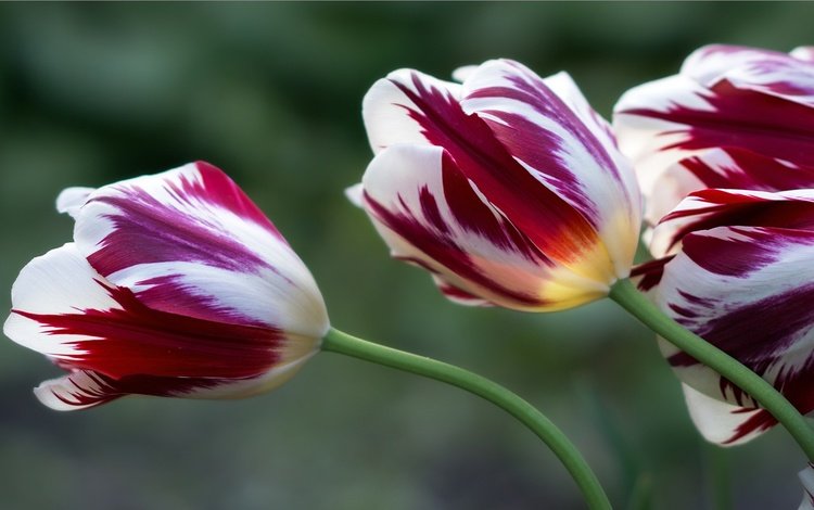 цветы, бутоны, фон, весна, тюльпаны, flowers, buds, background, spring, tulips