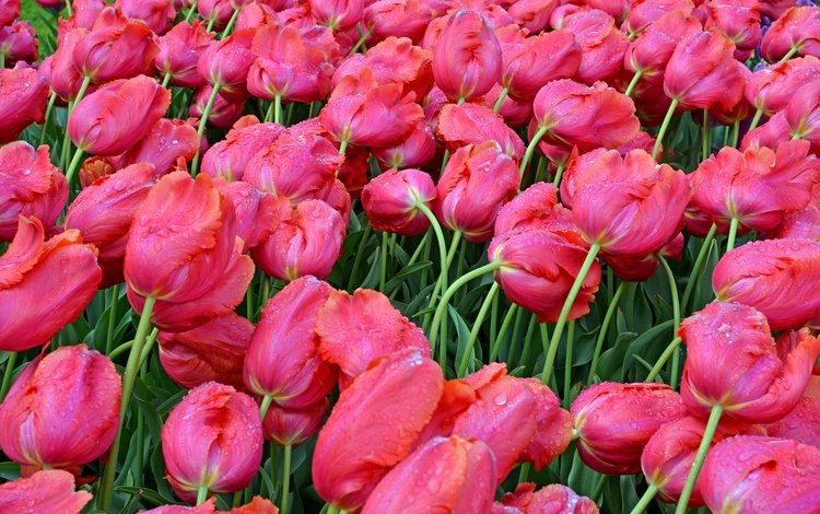 цветы, бутоны, капли, весна, мокрые, тюльпаны, розовые, flowers, buds, drops, spring, wet, tulips, pink