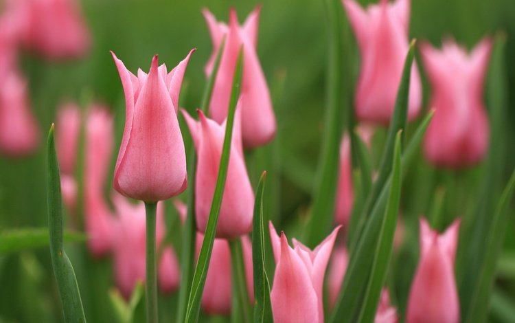 цветы, бутоны, весна, тюльпаны, розовые, flowers, buds, spring, tulips, pink