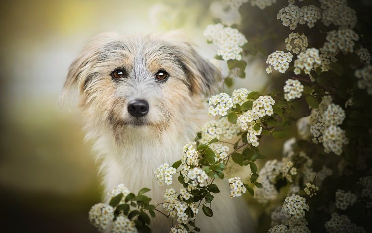 цветение, собака, боке, лилли, flowering, dog, bokeh, lilly