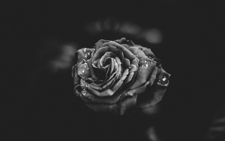 цветок, капли, роза, лепестки, чёрно-белое, flower, drops, rose, petals, black and white