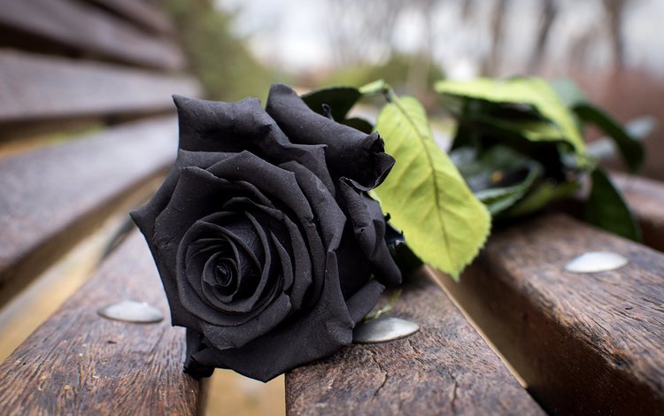 цветок, роза, лепестки, доски, черная, скамья, flower, rose, petals, board, black, bench