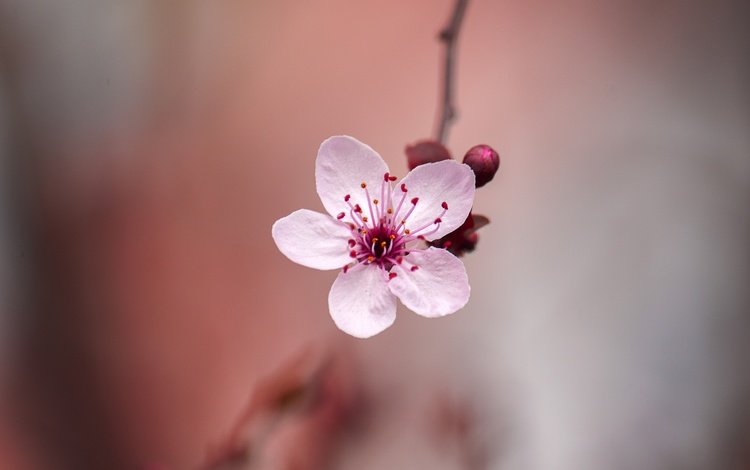 цветение, цветок, размытость, весна, сакура, боке, flowering, flower, blur, spring, sakura, bokeh