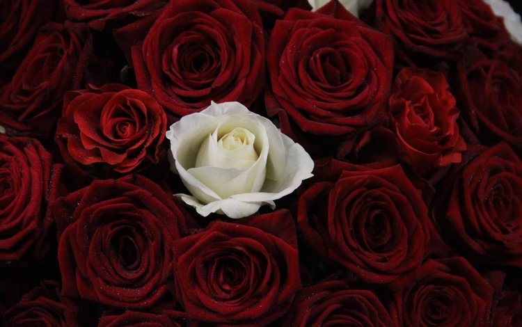 цветы, бутоны, розы, красные, букет, роза белая, flowers, buds, roses, red, bouquet, rose white