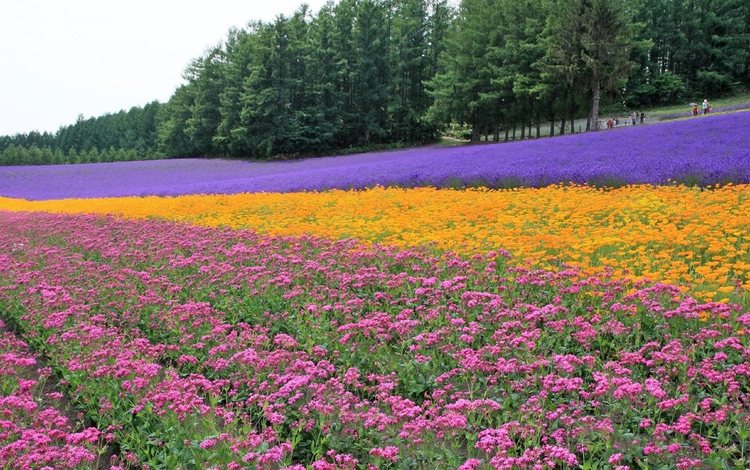 цветы, деревья, поле, лаванда, ряды, плантация, flowers, trees, field, lavender, the ranks, plantation
