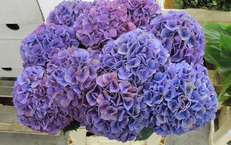 цветы, соцветия, фиолетовые, гортензия, flowers, inflorescence, purple, hydrangea