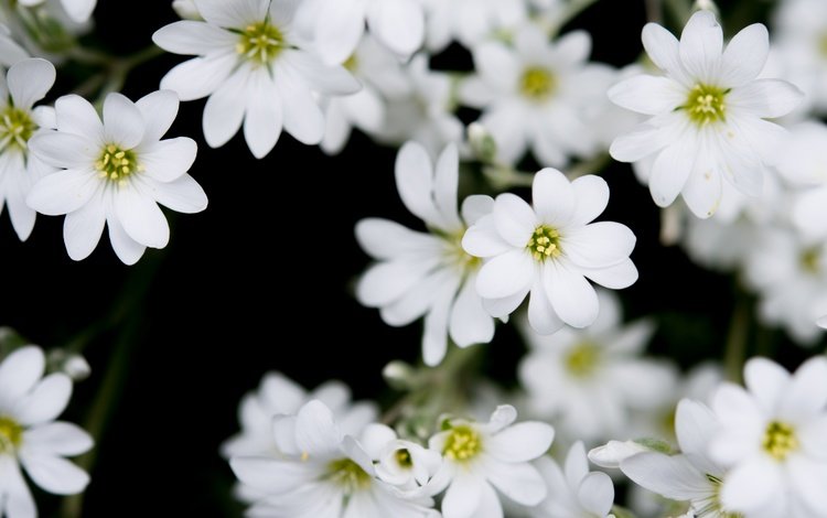 цветы, лепестки, белые, skitterphoto, flowers, petals, white
