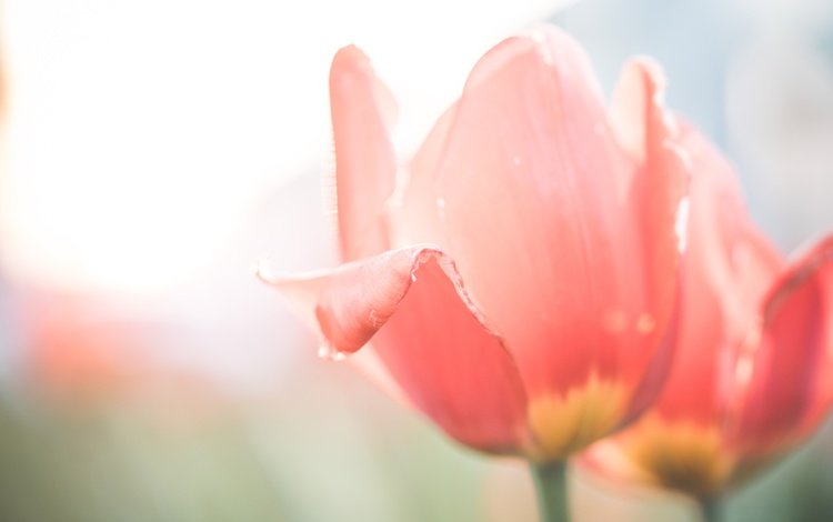 цветы, бутоны, лепестки, размытость, тюльпаны, flowers, buds, petals, blur, tulips