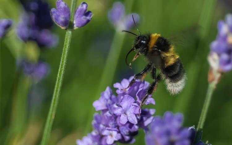 цветы, макро, насекомое, растение, пчела, шмель, flowers, macro, insect, plant, bee, bumblebee