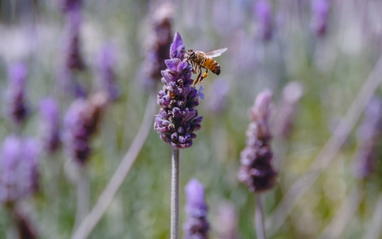 цветы, насекомое, лаванда, пчела, flowers, insect, lavender, bee