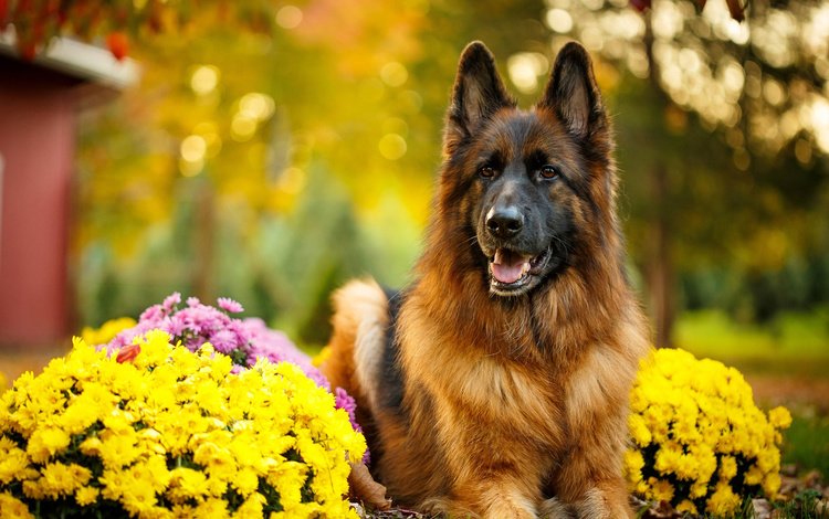 цветы, природа, осень, собака, животное, пес, немецкая овчарка, овчарка, flowers, nature, autumn, dog, animal, german shepherd, shepherd