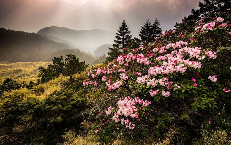 цветы, горы, природа, туман, тайвань, азалия, рододендрон, jeff lee, flowers, mountains, nature, fog, taiwan, azalea, rhododendron