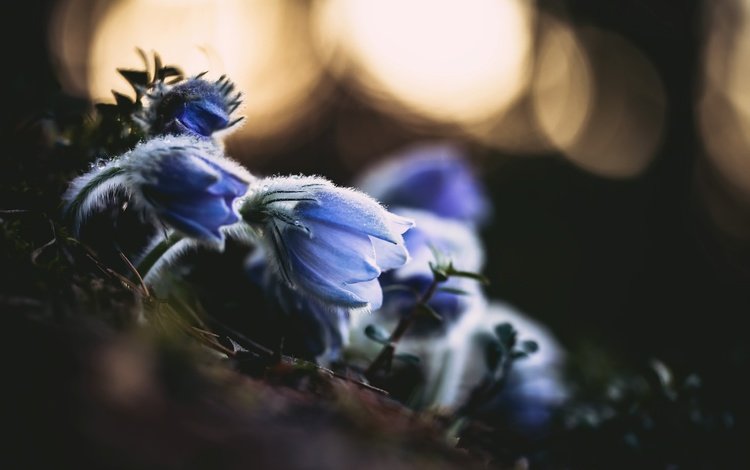 цветы, природа, весна, сон-трава, прострел, ville airo, flowers, nature, spring, sleep-grass, cross