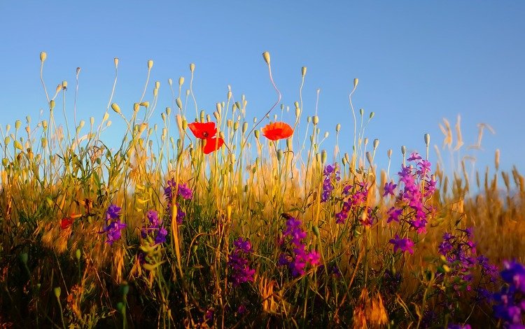 небо, цветы, трава, растения, полевые цветы, the sky, flowers, grass, plants, wildflowers