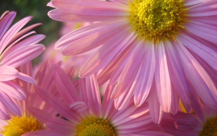 цветы, лепестки, ромашка, розовые, крупным планом, пиретрум розовый, персидская ромашка, пиретрум, flowers, petals, daisy, pink, closeup, pyrethrum pink