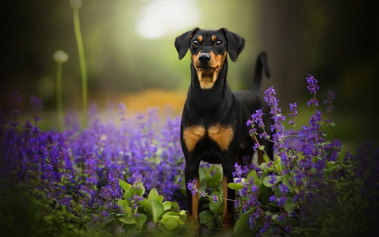 цветы, собака, боке, tinkerbell, доберман-пинчер, flowers, dog, bokeh, doberman pinscher