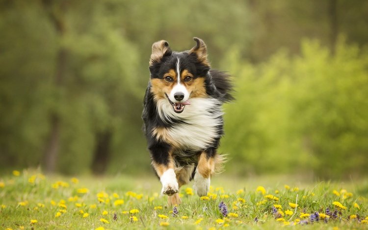 цветы, собака, луг, прогулка, бег, flowers, dog, meadow, walk, running